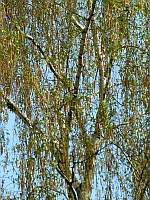 Frühling Heidekaul