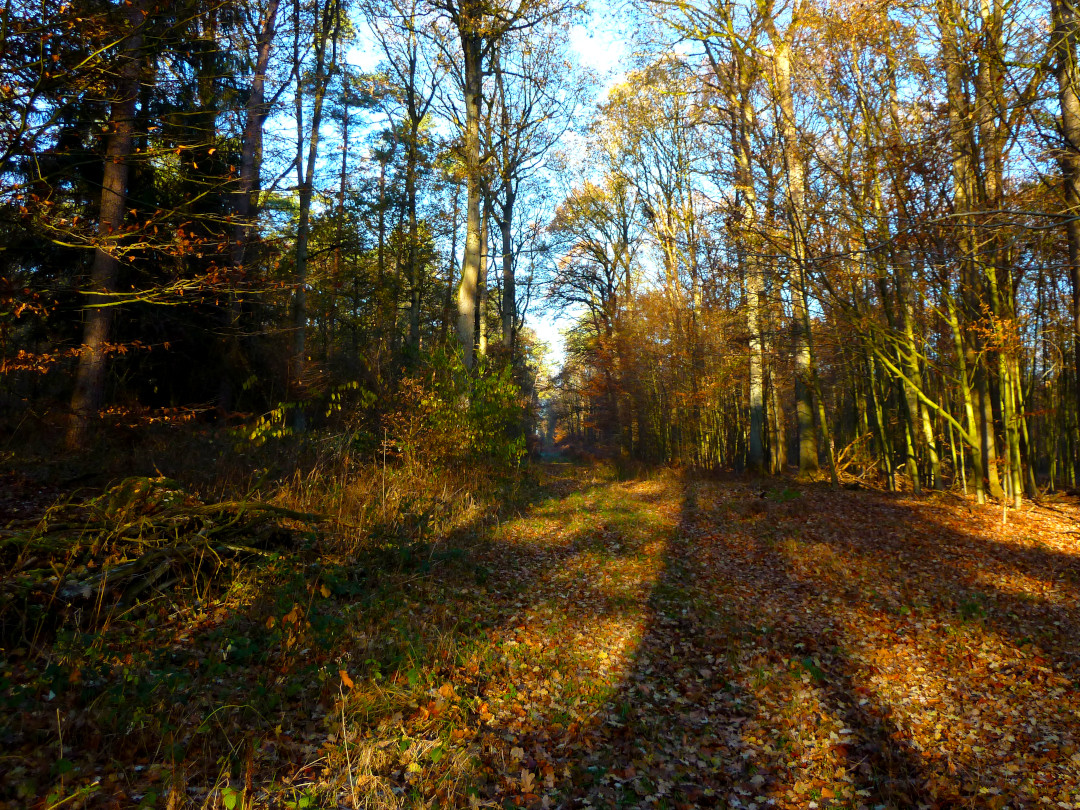 Waldweg