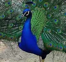 Pfau